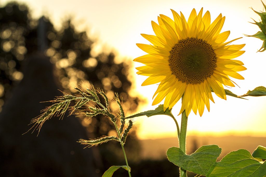 A bright yellow sunflower with green leaves stands in the foreground, illuminated by warm sunlight, echoing the vibrant energy of solar fields near Brisbane, with blurred plants and trees in the background at sunset.