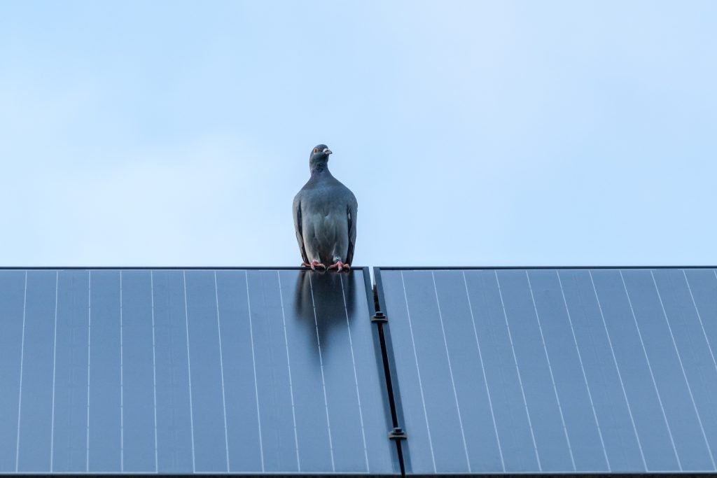 Pigeon/Possum Protection 1 Pigeon Prevention for Solar Panels – Protecting Solar Efficiency